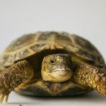 Черепаха сухопутная среднеазиатская